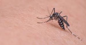 Mosquito Block, controindicazioni, effetti collaterali